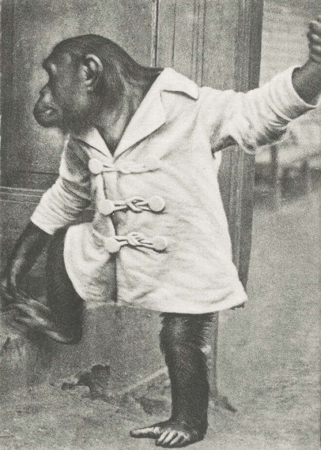 Почтовая карточка юбилейной серии, 1864-1939 (Москва, издание Московского зоопарка, 1939). Шимпанзе «Мориц». Родина — тропические леса экваториальной Африки. В Зоопарке с 1936 г