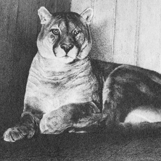 Пума. Московский зоопарк. 1928