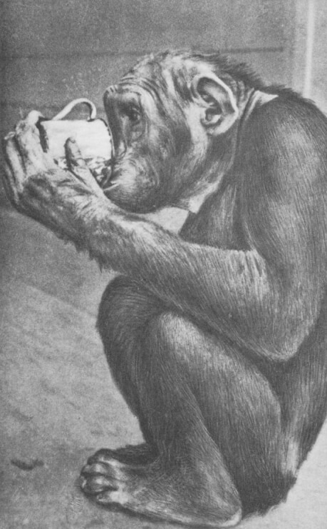 Московский зоопарк. Шимпанзе «Парис». В Зоопарке с 1938 г.