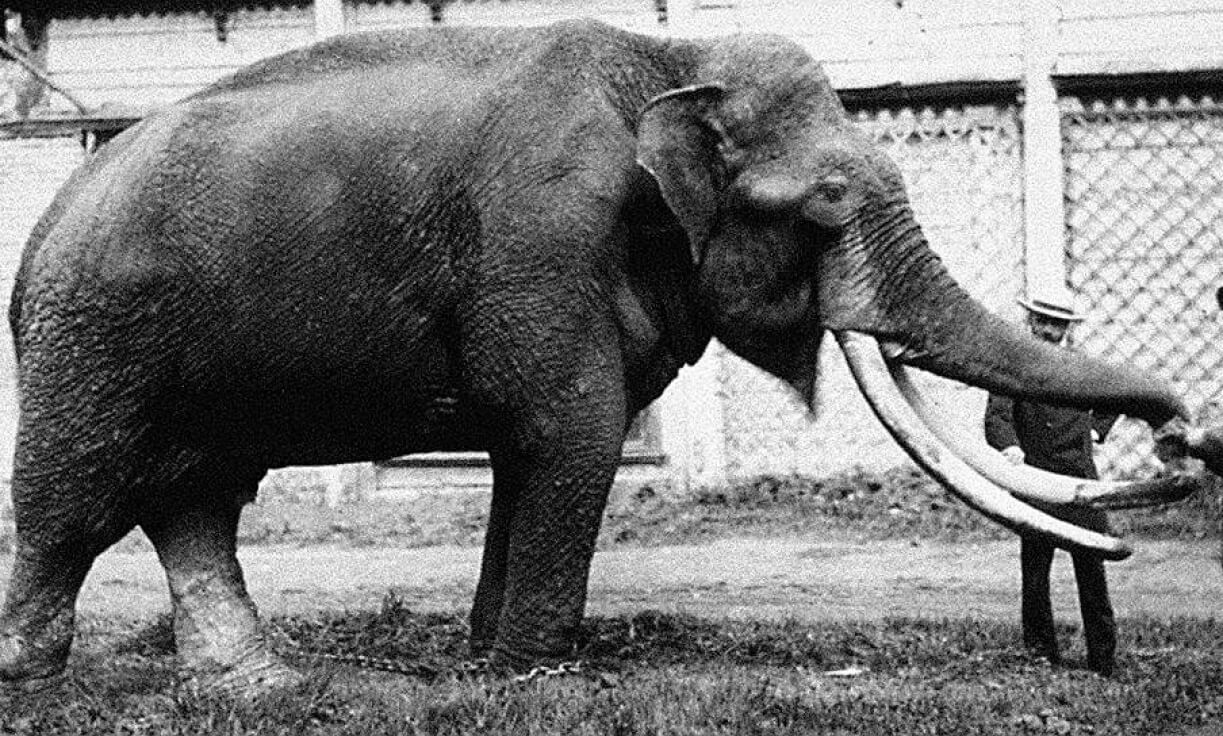 Слон, подаренный зоопарку императором Александром II, 1870 год. Фото: Архив Московского Зоопарка