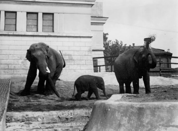 Московский зоопарк.Павильон Слонов. 1949