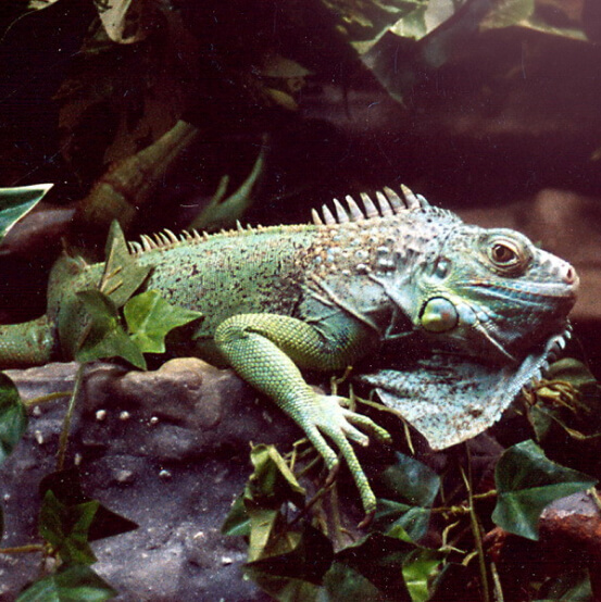 Павильон «Террариум»