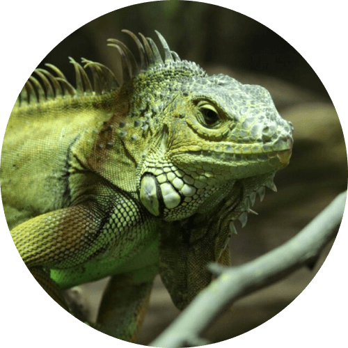 7 пресмыкающихся