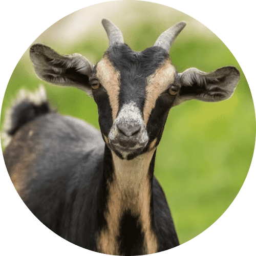 134 домашних животных