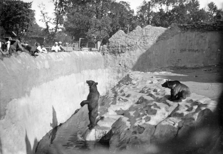 Медведи в Зоосаду. 1925-1935