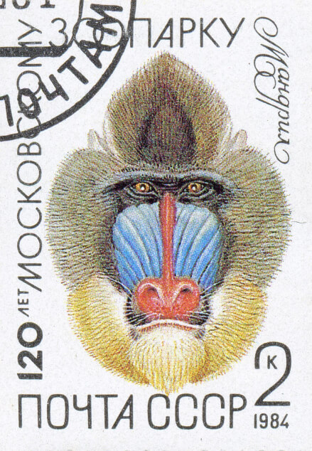 Почтовая марка СССР. 1984. 120 лет Московскому зоопарку. Мандрил