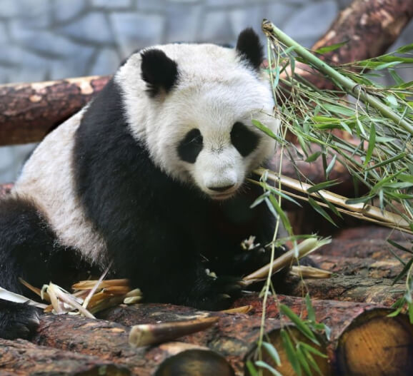 Экспозиция «Фауна Китая»