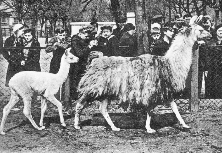 Почтовая карточка юбилейной серии, 1864-1939 (Москва, издание Московского зоопарка, 1939). Лама с детёнышем. Родина — горная часть Южной Америки. Детёныш, по кличке «Снегурочка», родился в Зоопарке в 1938 г