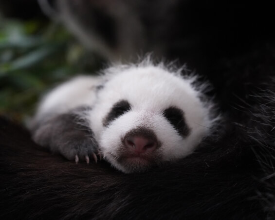 Павильон для ластоногих