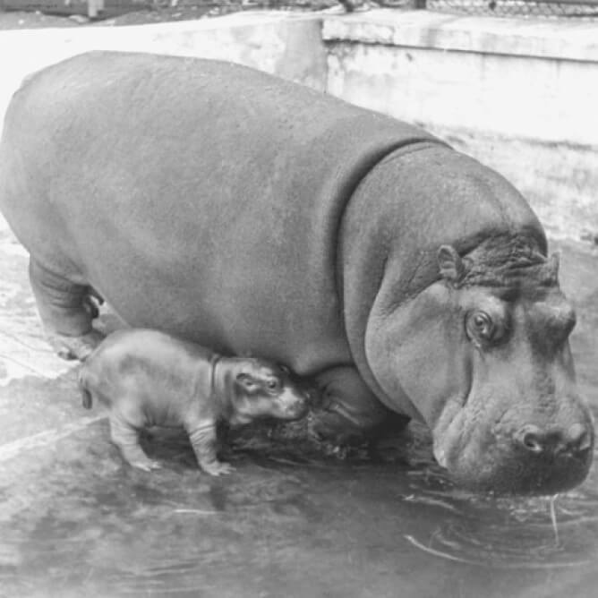 Московский зоопарк в 1943 г. Новорожденный бегемотик с мамой