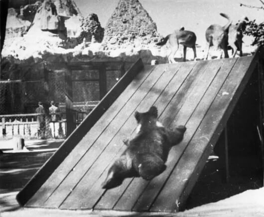 Вид с площадки молодняка на Остров зверей. 1934-1940