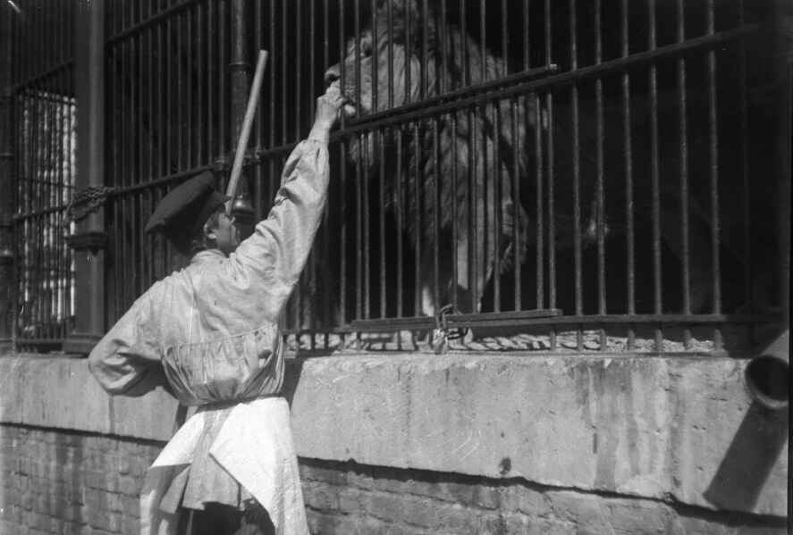 Московский зоологический сад. Лев. 1898.