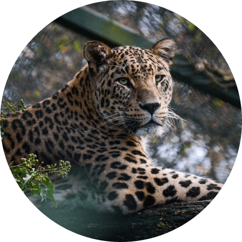 153 диких зверей и птиц