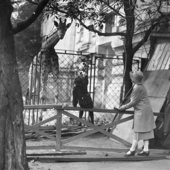 В Московском зоопарке, «Н. Н. Ладыгина-Котс, А. Ф. Котс, Р. А. Котс в зоопарке, наблюдают за жирафом. 04.06.1930»